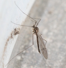 Trichocera regelationis