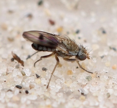 Trixoscelis obscurella