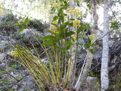 Dendrobium gracilicaule