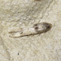 Walshia miscecolorella