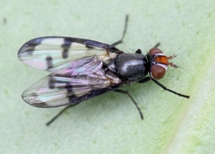 Herina nigrina