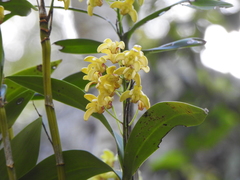 Dendrobium gracilicaule