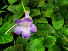 Didymostigma obtusum