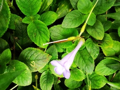 Didymostigma obtusum