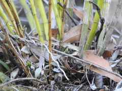 Dendrobium gracilicaule