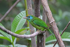 Psilopogon flavifrons