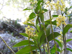 Dendrobium gracilicaule