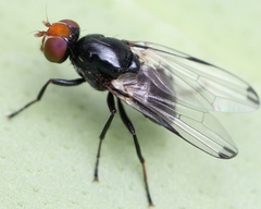 Seioptera vibrans