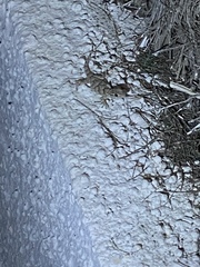 Tarentola mauritanica