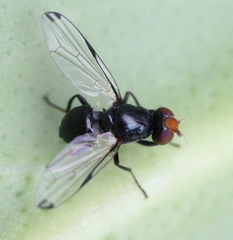 Seioptera vibrans
