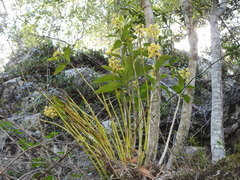 Dendrobium gracilicaule