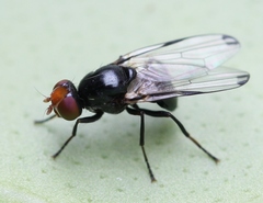 Seioptera vibrans