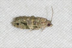 Proteoteras implicata