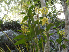 Dendrobium gracilicaule
