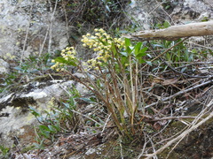 Dendrobium gracilicaule