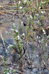 Hesperolinon congestum