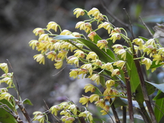 Dendrobium gracilicaule