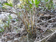 Dendrobium gracilicaule