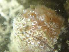 Aplidium elegans