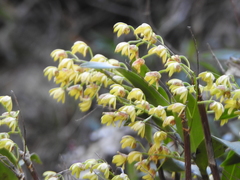 Dendrobium gracilicaule