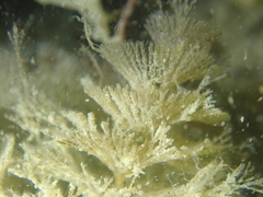 Crisularia plumosa