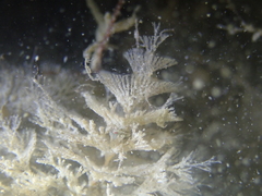 Crisularia plumosa