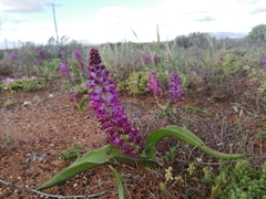 Lachenalia splendida