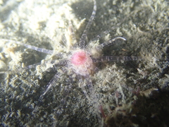 Scolanthus callimorphus