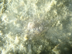 Scolanthus callimorphus