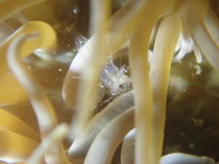 Periclimenes sagittifer