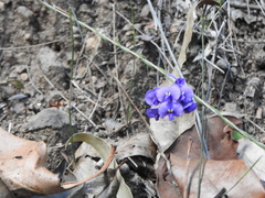 Hardenbergia violacea