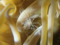 Periclimenes sagittifer