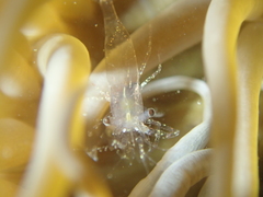 Periclimenes sagittifer