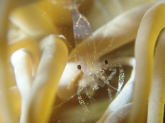 Periclimenes sagittifer