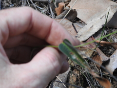 Hardenbergia violacea