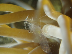 Periclimenes sagittifer