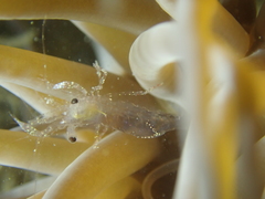 Periclimenes sagittifer