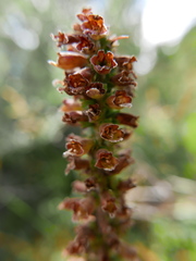 Digitalis parviflora