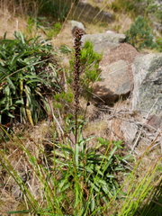 Digitalis parviflora