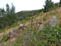 Digitalis parviflora