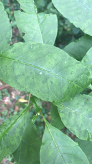 Phytolacca americana