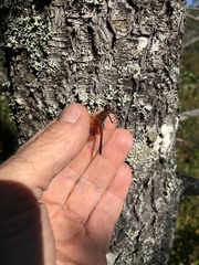 Sympetrum semicinctum