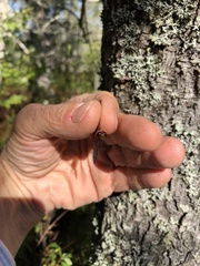 Sympetrum semicinctum