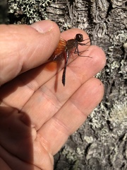 Sympetrum semicinctum