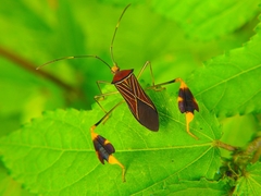 Anisoscelis gradadius