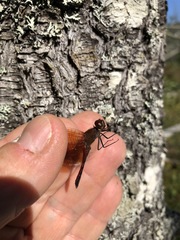 Sympetrum semicinctum