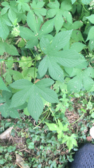 Humulus scandens