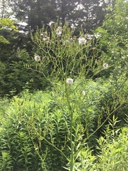 Lactuca canadensis