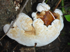 Polyporaceae