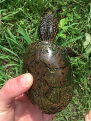 Sternotherus peltifer